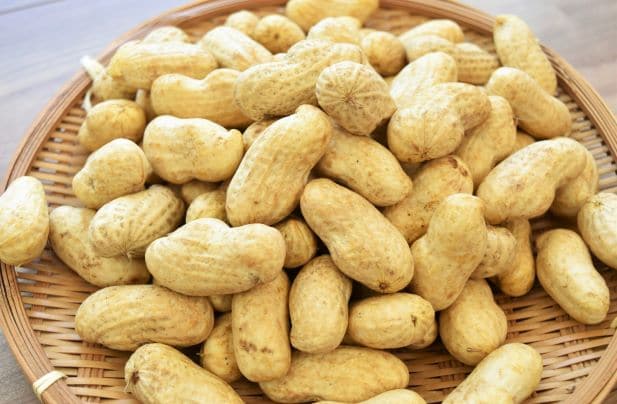 ゆでた落花生を楽しめる! 落花生「おおまさり」販売スタート