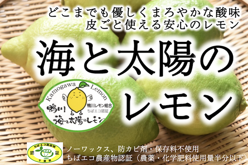 今季まもなく終了です｜皮ごと使える安全・安心なレモン〜鴨川「海と太陽のレモン」