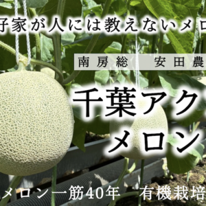 【メロン】安田農園の千葉アクアメロン 2玉セット〜1本の苗から収穫は1玉だけ　愛好家が他人に教えないメロン【安田農園／千葉県南房総市産】